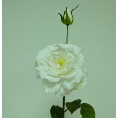 66cm Rose Cream