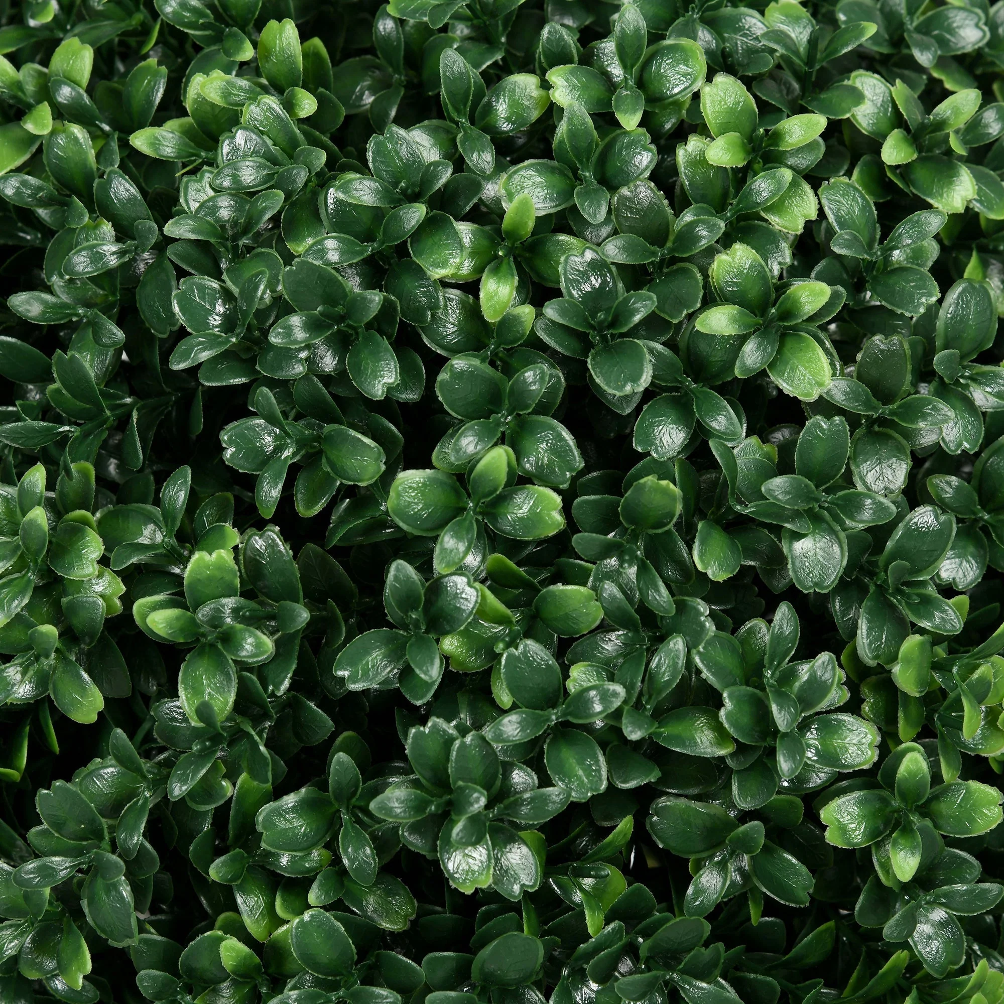Artificial Boxwood Shrubs Set of 2 Large 70cm UV Protection - Realistic Green - Image 7