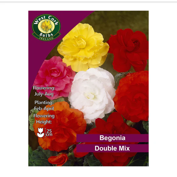 Begonia Double Mix (3 Bulbs)