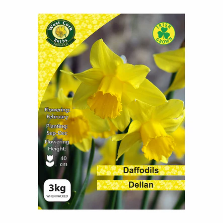 Dellan Daffodils 3Kg