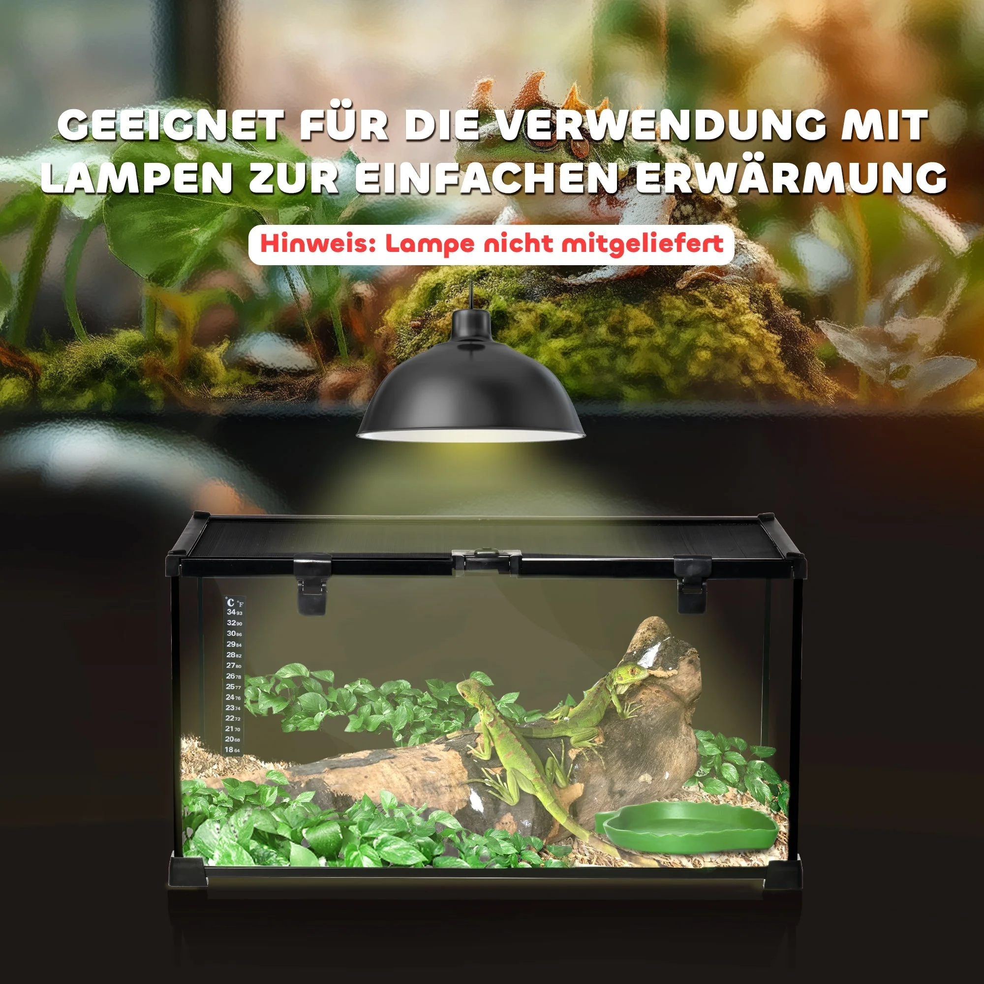 Terrarium, Reptile Feeding Box, Glass - Image 7