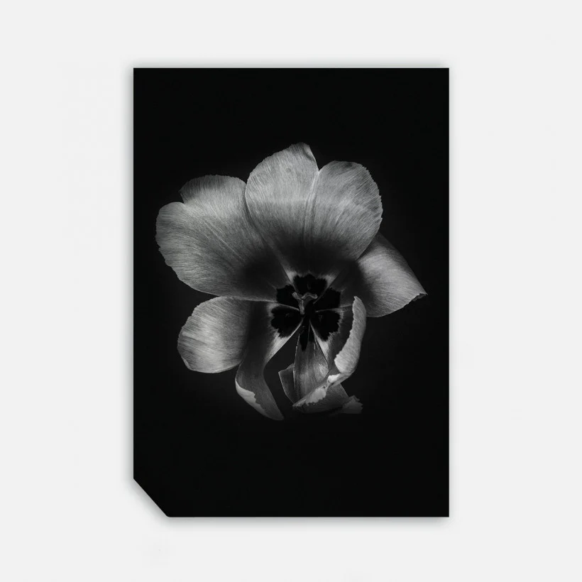 Tulip Life III, 50cmx70cm wall art