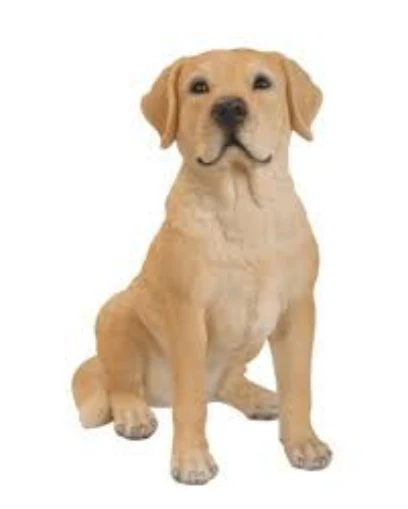 VA RL Golden Labrador